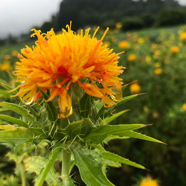 紅花の恵み